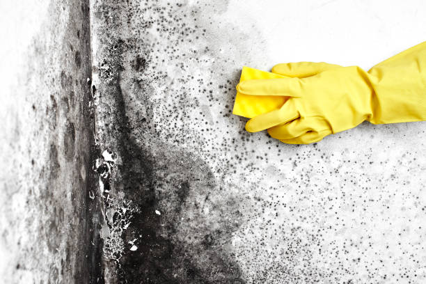 Best Emergency Mold Remediation in Arche, OK