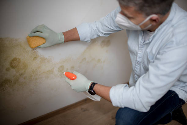 Best Health and Safety Mold Remediation in Arche, OK