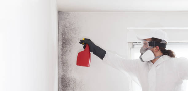 Best Localized Mold Remediation (e.g., coastal areas, humid climates) in Arche, OK