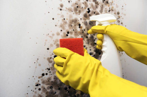 Best Residential Mold Remediation in Arche, OK
