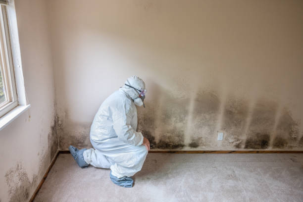 Best Black Mold Remediation in Arche, OK