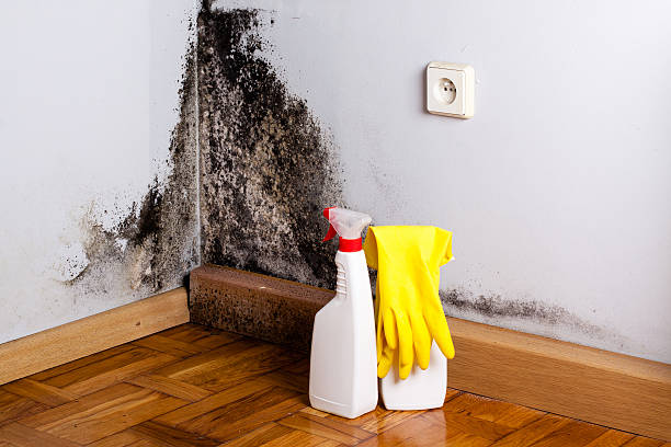 Best Mold Testing and Inspection Services in Arche, OK