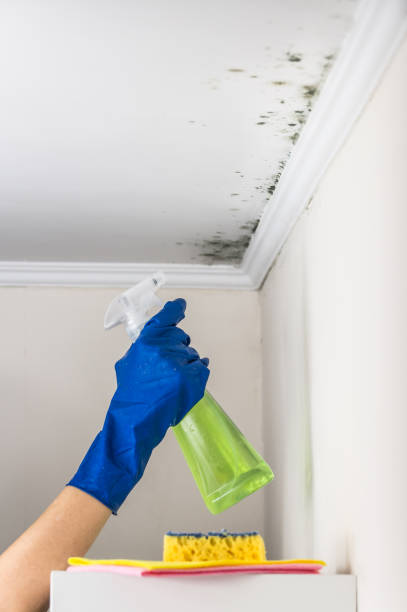 Best White Mold Remediation in Arche, OK